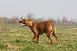 RODESIAN RIDGEBACK 065